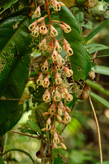 Sterculia