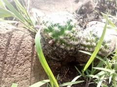 Mammillaria jaliscana jaliscana