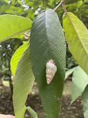 Amphidromus porcellanus