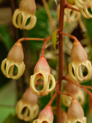 Sterculia