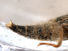 Gomphus vulgatissimus