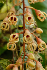 Sterculia