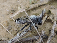Lithurgopsis