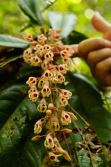 Sterculia