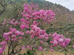 Chionanthus pubescens