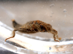 Gomphus vulgatissimus