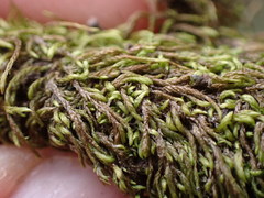 Pterigynandrum filiforme