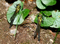 Gomphus vulgatissimus
