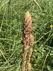 Orobanche elatior