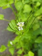 Alliaria petiolata