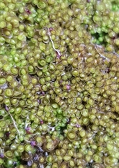 Nardia scalaris