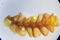 Nardia scalaris