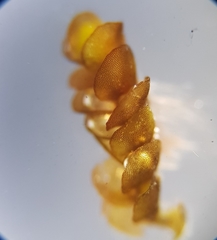 Nardia scalaris