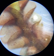 Nardia scalaris