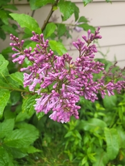 Syringa
