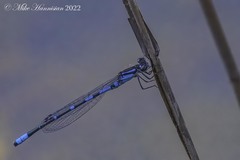 Enallagma recurvatum