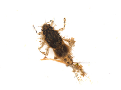Caenis rivulorum
