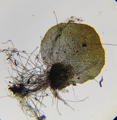 Nardia scalaris