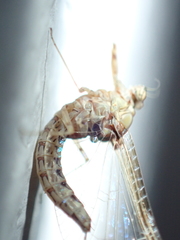 Cloeon dipterum