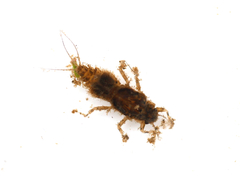Caenis rivulorum