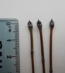 Equisetum variegatum variegatum