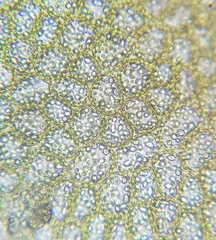 Nardia scalaris