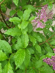 Syringa