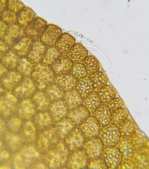 Nardia scalaris