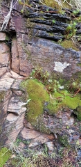 Nardia scalaris