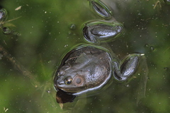 Pig Frog photo 5