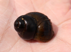 Viviparus contectus