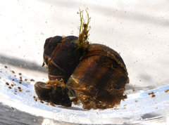 Viviparus contectus