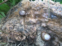 Tacheocampylaea tacheoides