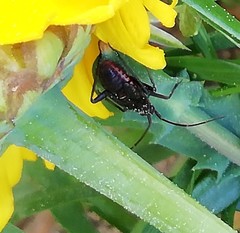 Calocoris nemoralis