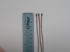 Equisetum variegatum variegatum