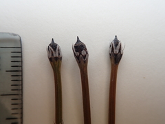 Equisetum variegatum variegatum