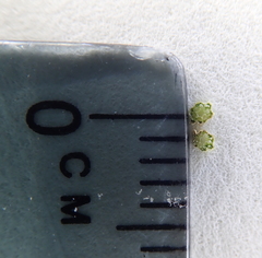 Equisetum variegatum variegatum