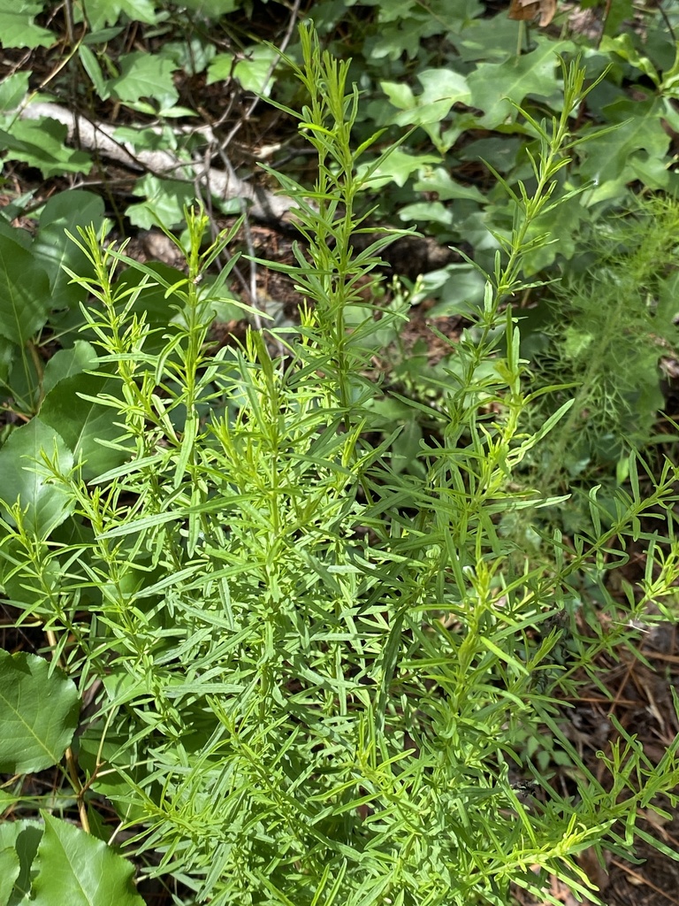 licorice weed from Reedy Creek Rd, Quitman, GA, US on May 27, 2022 at