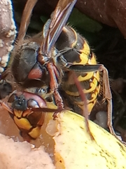 Vespa crabro