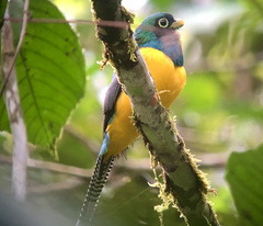 Black-Throated Trogon photo 2