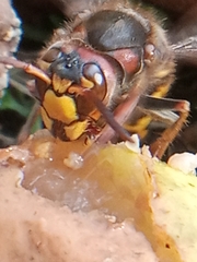 Vespa crabro
