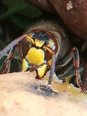 Vespa crabro
