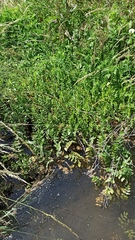 Berula