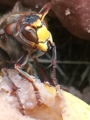 Vespa crabro