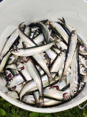 Clupea harengus membras