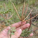 Desmanthus velutinus - Photo (c) Sam Kieschnick, μερικά δικαιώματα διατηρούνται (CC BY), uploaded by Sam Kieschnick