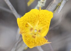 Calochortus weedii