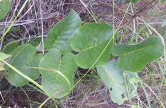 Annona senegalensis senegalensis