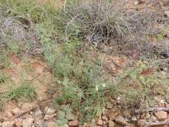 Desmanthus velutinus