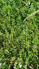 Berula